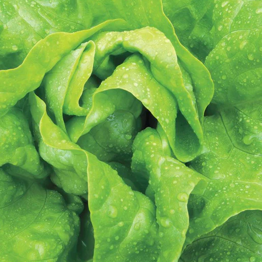 West Coast Seeds Lettuce - Buttercrunch