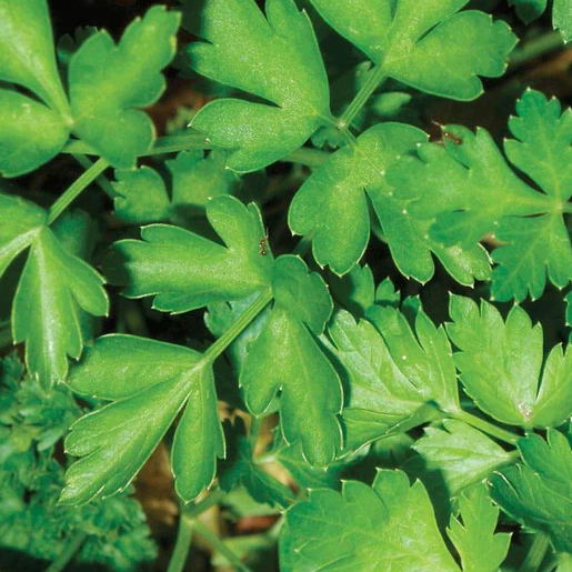 West Coast Seeds Parsley - Dark Green Italian Plain