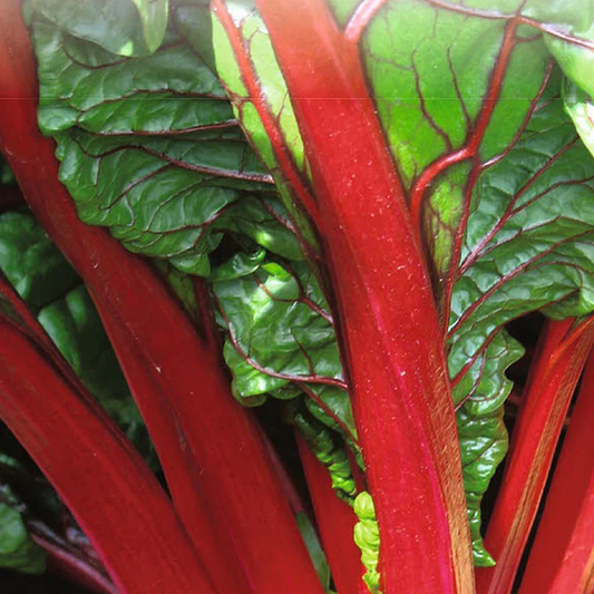 McKenzie Seeds Organic Swiss Chard Seeds, Ruby Red
