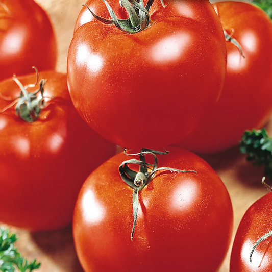 McKenzie Seeds Tomato Seeds, Starfire Improved