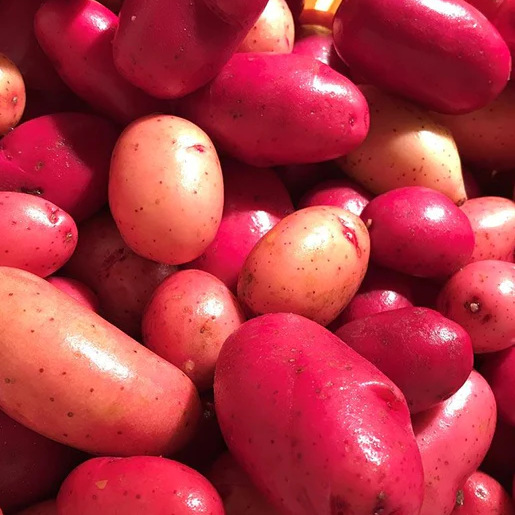 West Coast Seeds Potato - Clancy F1 (Pelleted)