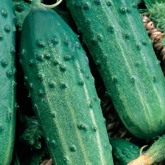 McKenzie Seeds Organic Cucumber Seeds, Sumter