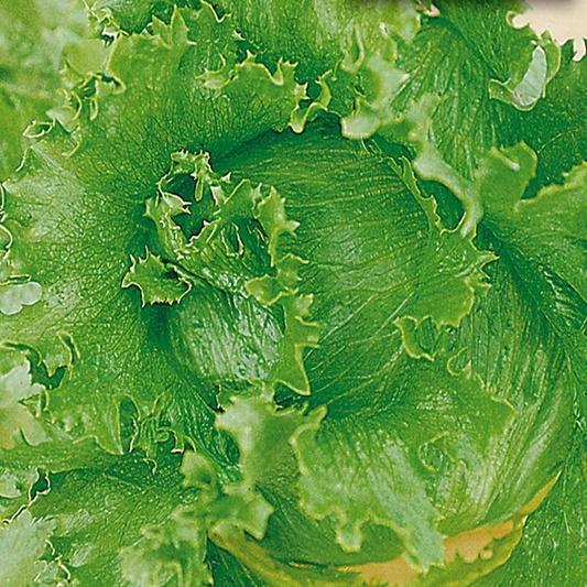 McKenzie Seeds Lettuce Seeds, Summertime