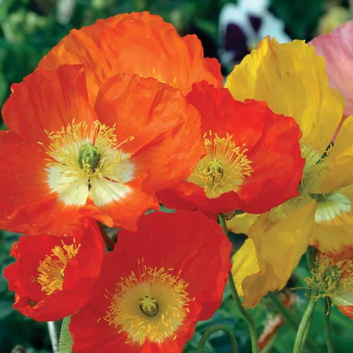West Coast Seeds Poppies - Iceland