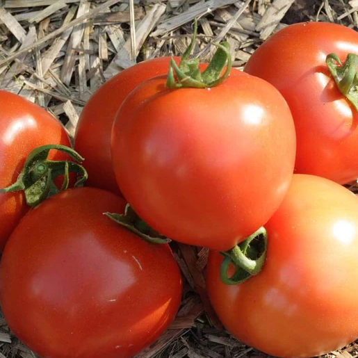 West Coast Seeds Tomatoes - Early Girl F1