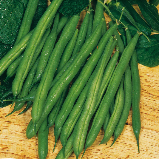 McKenzie Seeds Bean Seeds, Harvester Mangiatutto Bush