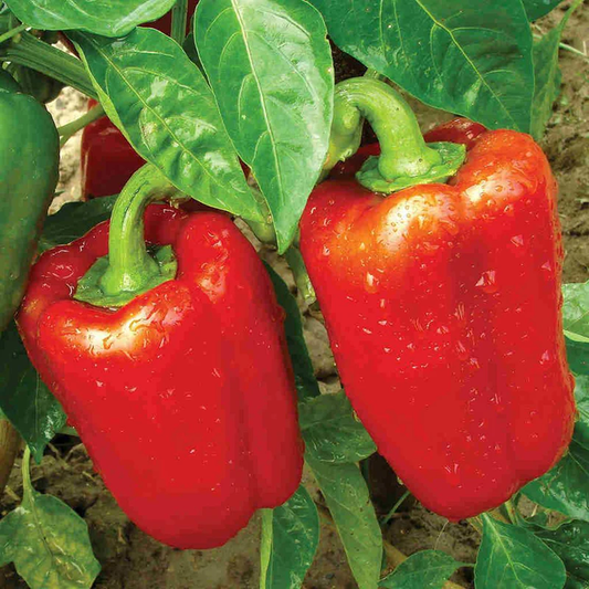 McKenzie Seeds Organic Pepper Seeds, California Wonder