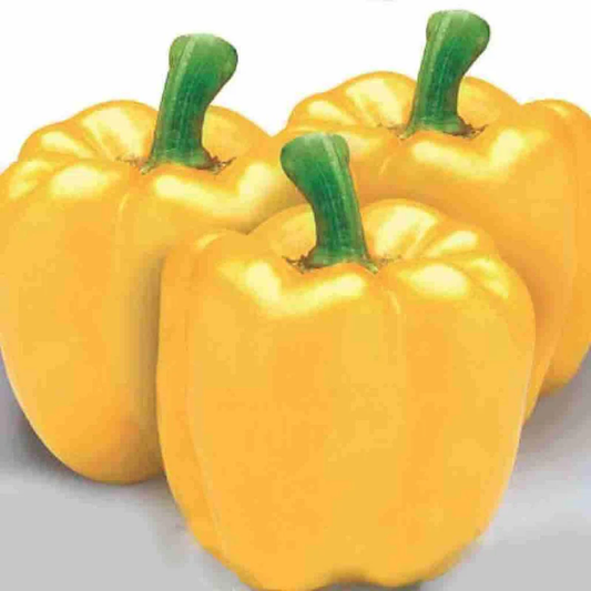 McKenzie Seeds Organic Pepper Seeds, Golden California Wonder