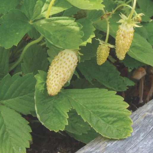 West Coast Seeds Strawberry - Yellow Wonder