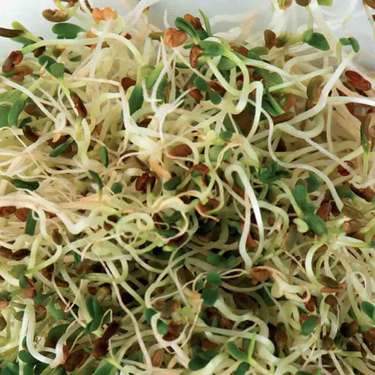 McKenzie Seeds Organic Sprouts Alfalfa Seeds