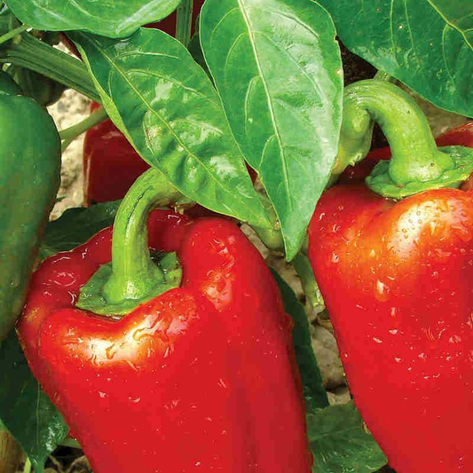 McKenzie Seeds Pepper Seeds, Early California Wonder