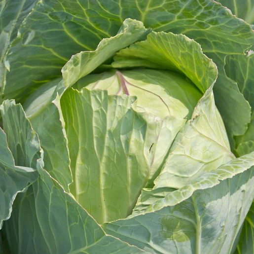 West Coast Seeds Cabbage - Copenhagen Market