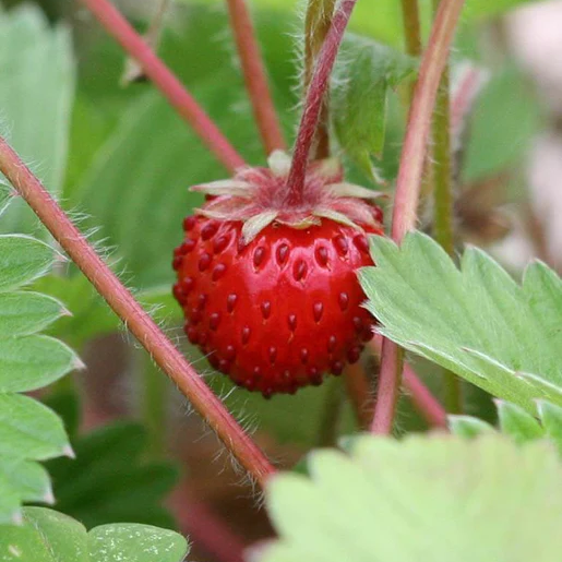 West Coast Seeds Strawberry - Mignonette (Alpine)