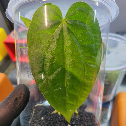 Anthurium Luxurians x Magnificum Verde - Large