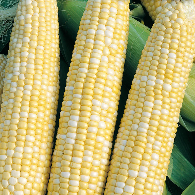 McKenzie Seeds Corn Seeds, Peaches and Cream Bicolor SU