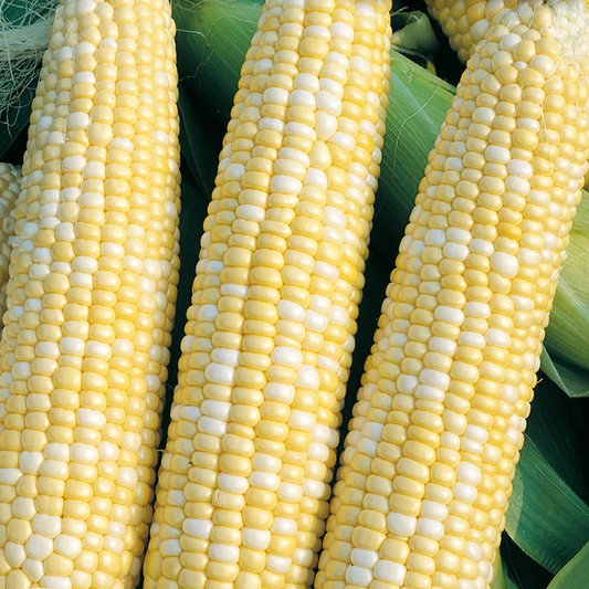 McKenzie Seeds Corn Seeds, Peaches and Cream Bicolor SU
