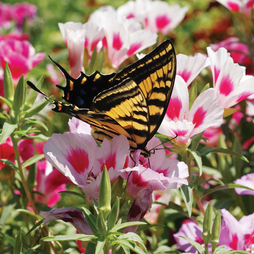 West Coast Seeds Wildflowers - Butterfly Blend