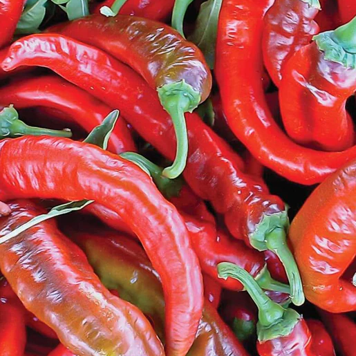 West Coast Seeds Peppers - Matan Certified Organic