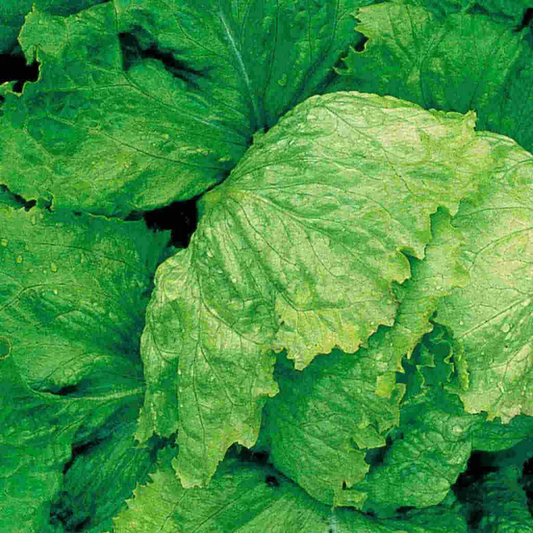 McKenzie Seeds Lettuce Seeds, Iceberg