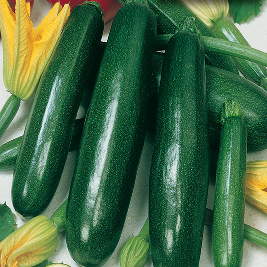 McKenzie Seeds Zucchini Seeds, Elite Hybrid