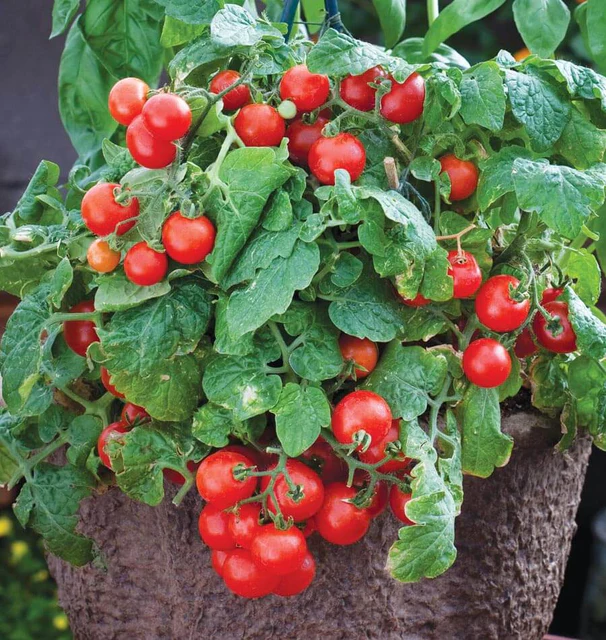 West Coast Seeds Tomatoes - Red Robin