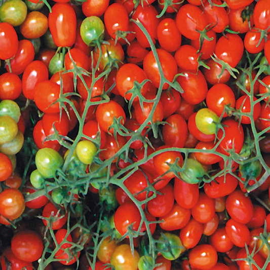 McKenzie Seeds Tomato Seeds, Cherry Roma