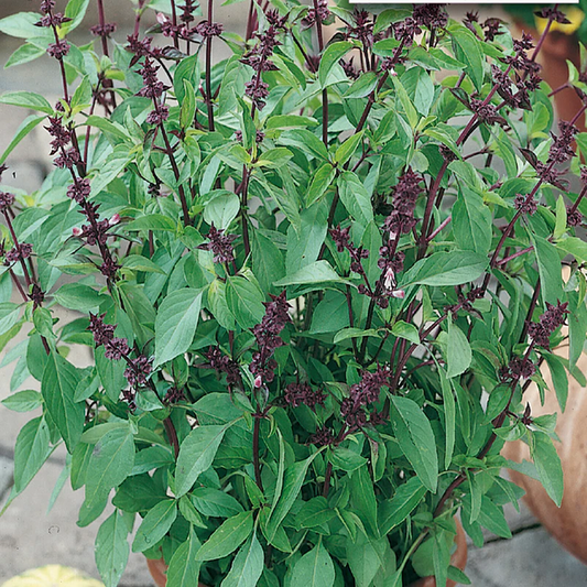 McKenzie Seeds Basil Seeds, Thai