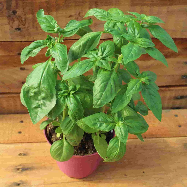 McKenzie Seeds Organic Basil Seeds, Sweet