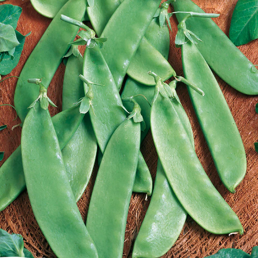 McKenzie Seeds Pea Seeds, Edible Podded Snow