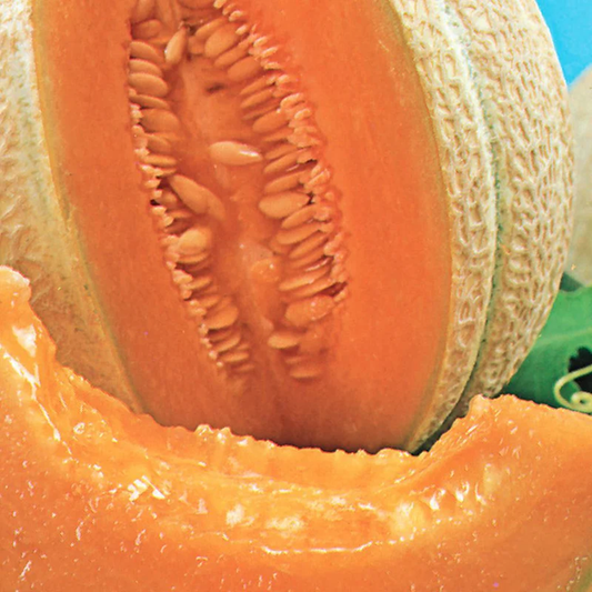 McKenzie Seeds Organic Cantaloupe Seeds, Hearts of Gold