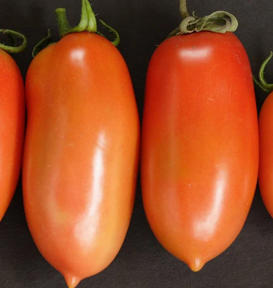 West Coast Seeds Tomatoes - La Roma F1