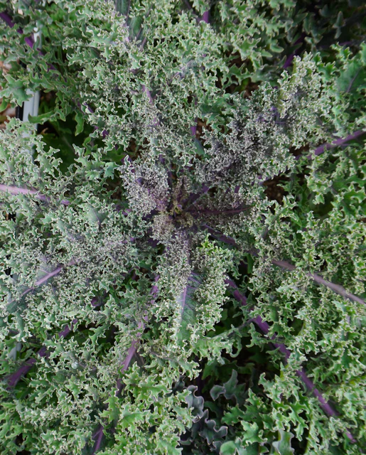 West Coast Seeds Kale - Medusa