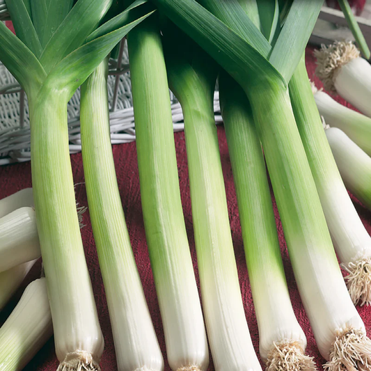 McKenzie Seeds Leek Seeds Monstrous Carentan