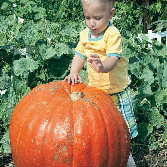 McKenzie Seeds Pumpkin Seeds, Dill's Atlantic Giant PVP