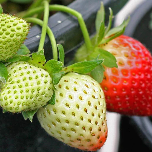 West Coast Seeds Strawberry - Fresca