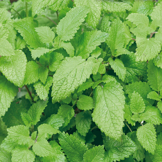 McKenzie Seeds Lemon Balm Seeds