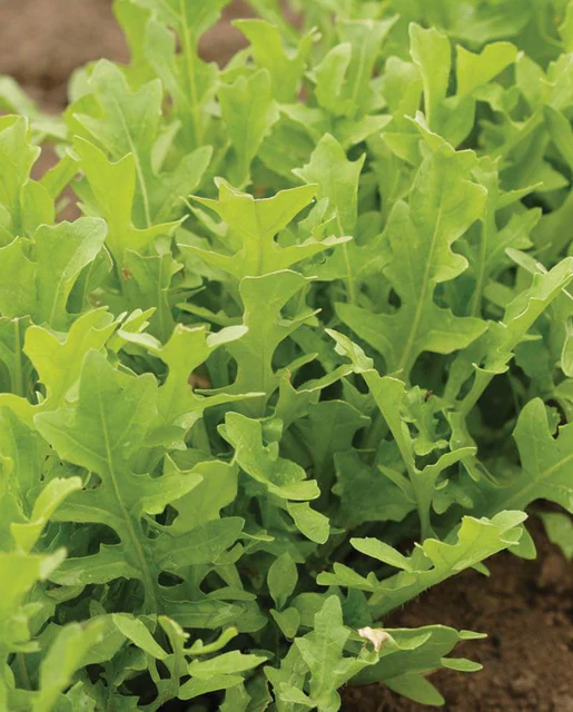 West Coast Seeds Arugula - Astro Organic