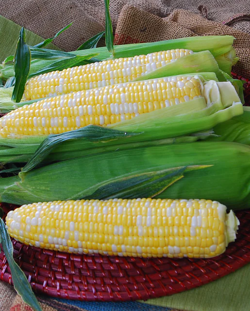 West Coast Seeds Corn - Temptress F1