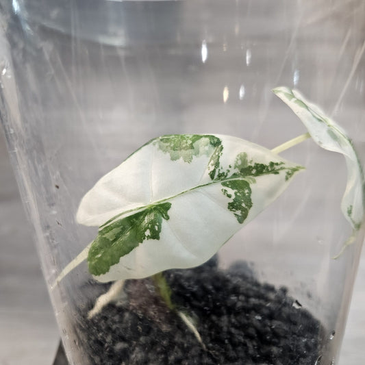 Alocasia Frydek Variegated - Large