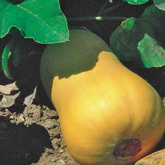 McKenzie Seeds Squash Seeds, Butternut