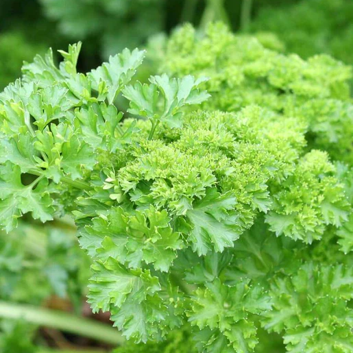 West Coast Seeds Parsley - Forest Green