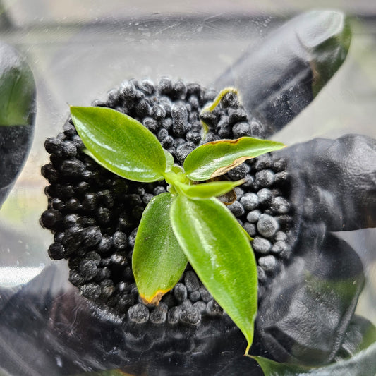 Philodendron Spiritus-Sancti