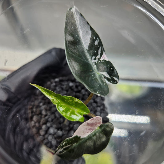 Alocasia Bambino Pink Variegated