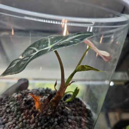 Alocasia Pink Polly Variegated