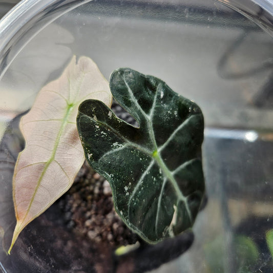 Alocasia Pink Polly Variegated