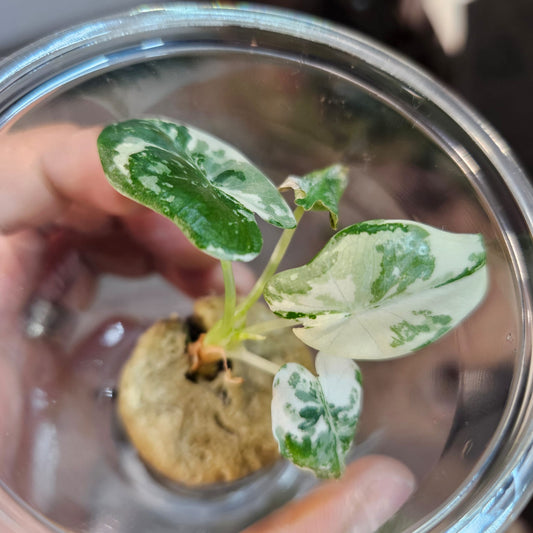 Alocasia Frydek Variegated - Small