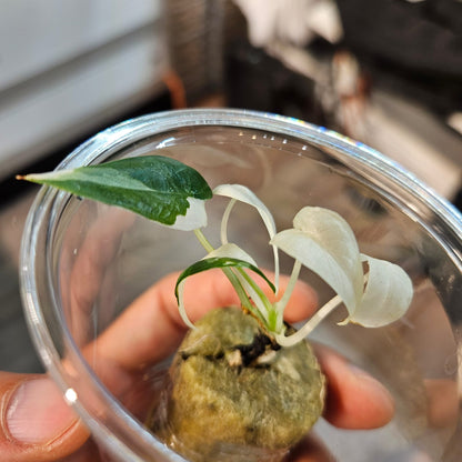 Alocasia Odora Okinawa Silver - Small