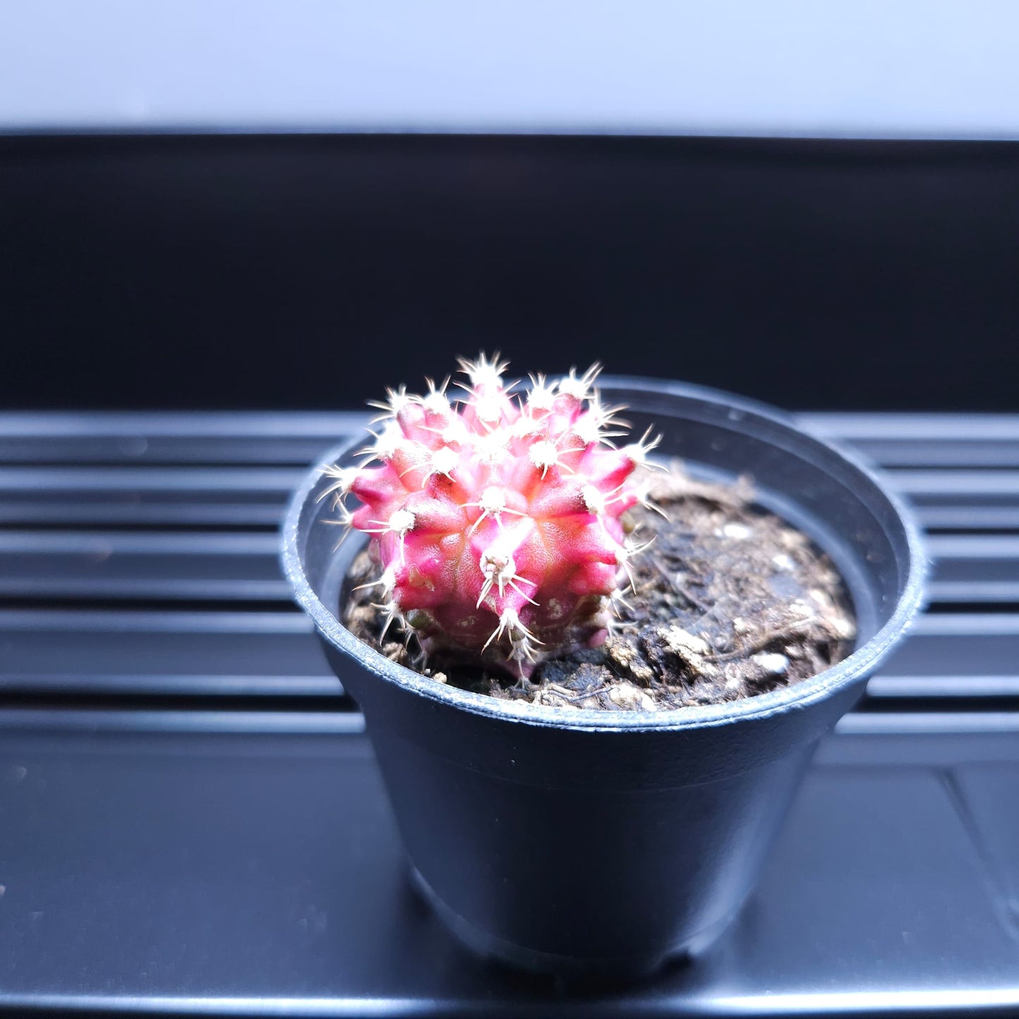 Gymnocalycium Mihanovichii Pink Diamond