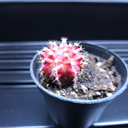 Gymnocalycium Mihanovichii Pink Diamond