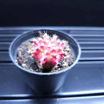 Gymnocalycium Mihanovichii Pink Diamond